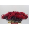 Nutans Painted Cerise