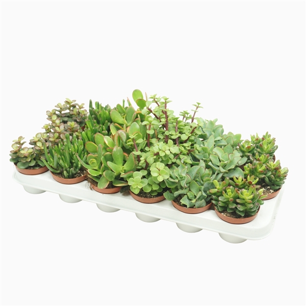 <h4>Crassula mix 8,5 cm</h4>