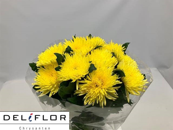<h4>CHR G TOPSPIN YELLOW</h4>
