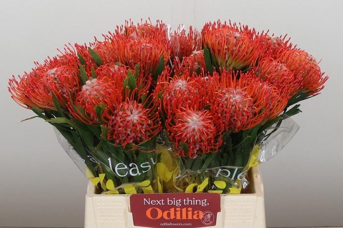 <h4>LEUCO CO TANGO</h4>