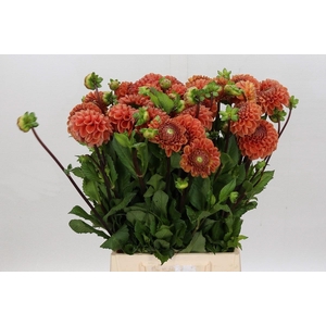 Dahlia Cornel Bronze