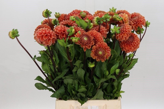 <h4>Dahlia Cornel Bronze</h4>