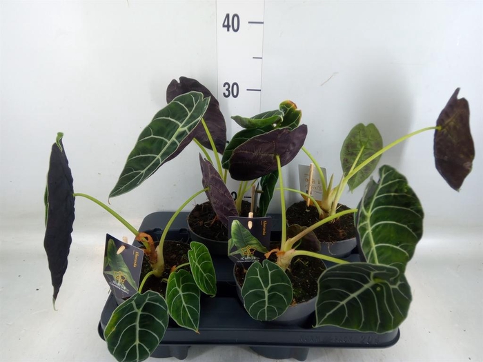 <h4>Alocasia   ...</h4>