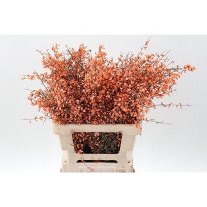 Genista Klb Bs Oranje