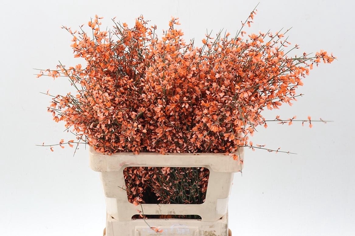 <h4>Genista Klb Bs Oranje</h4>