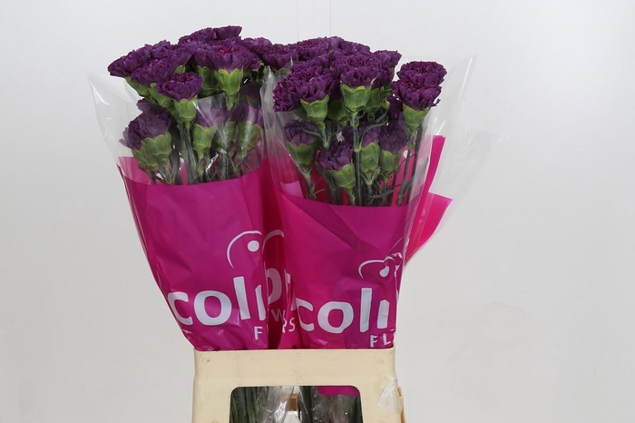 Dianthus St Cobalt Thrill