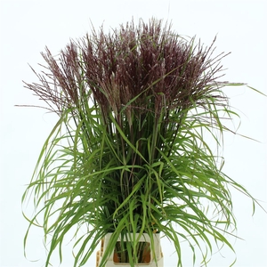 Miscanthus Rosi Pink