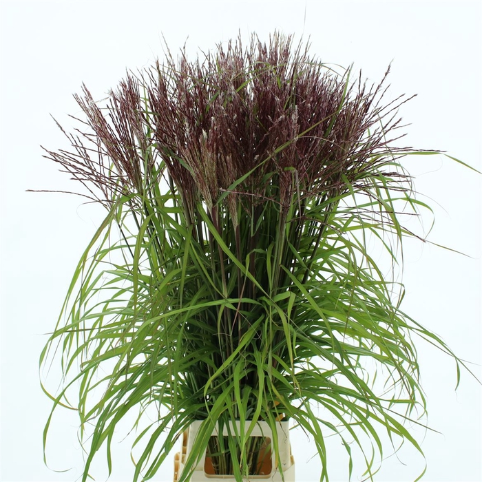 <h4>Miscanthus Rosi Pink</h4>