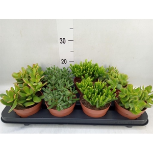 Crassula   ...mix