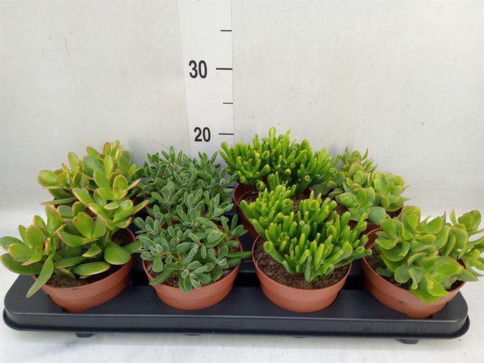 <h4>Crassula   ...mix</h4>