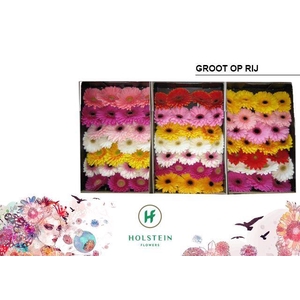 Gerbera mix in row