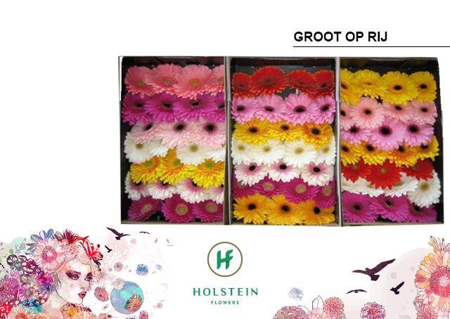 <h4>Gerbera mix in row</h4>