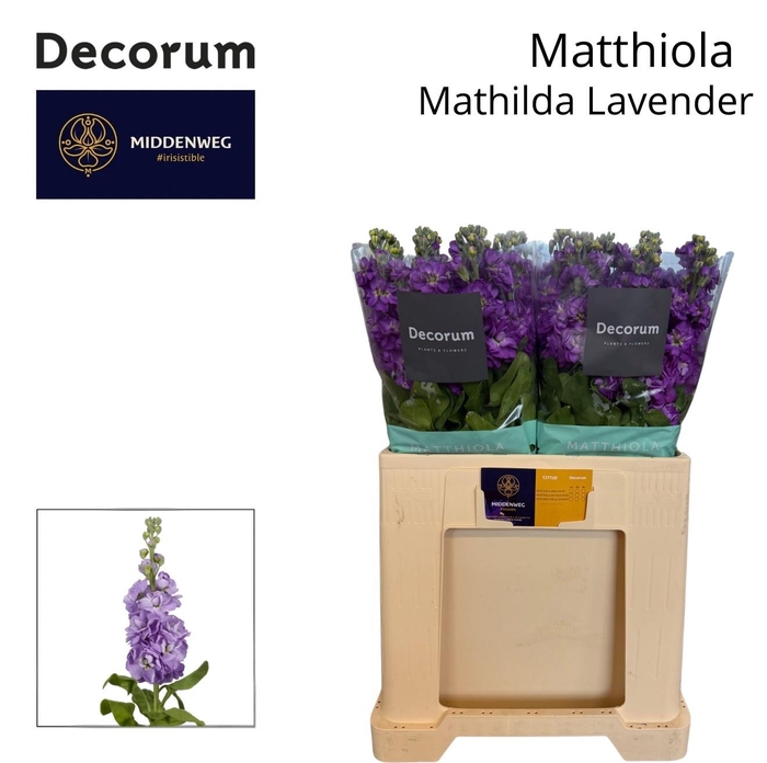<h4>MATTH MATHILDA LAVEN</h4>
