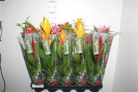 <h4>Bromelia Gem 6 Srt</h4>
