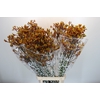 Anigozanthos Gold Fever