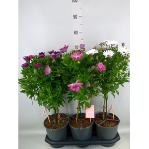 Osteospermum   ...mix