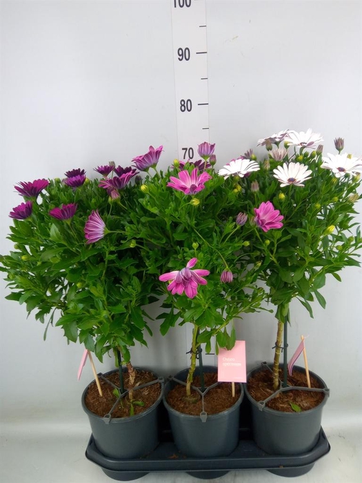 <h4>Osteospermum ...mix</h4>