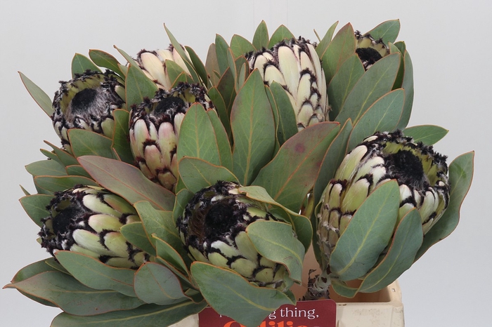 Protea Barbigera Snow Leopard