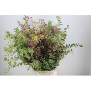 Euca Stuartiana Autumn P Bunch