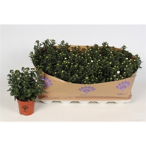 Aster Showmakers Artic White