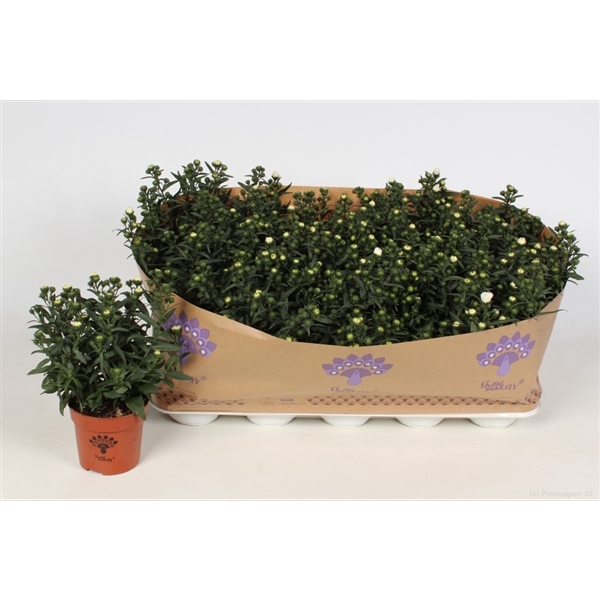 <h4>Aster Showmakers Artic White</h4>