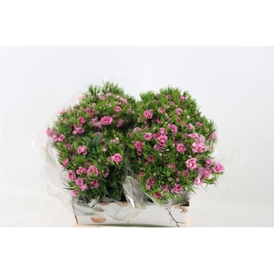 Di Barb Doblino Fantasia