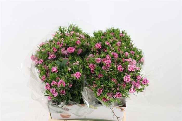 <h4>Di Barb Doblino Fantasia</h4>