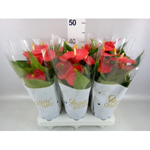 Anthurium andr. 'Esudo'