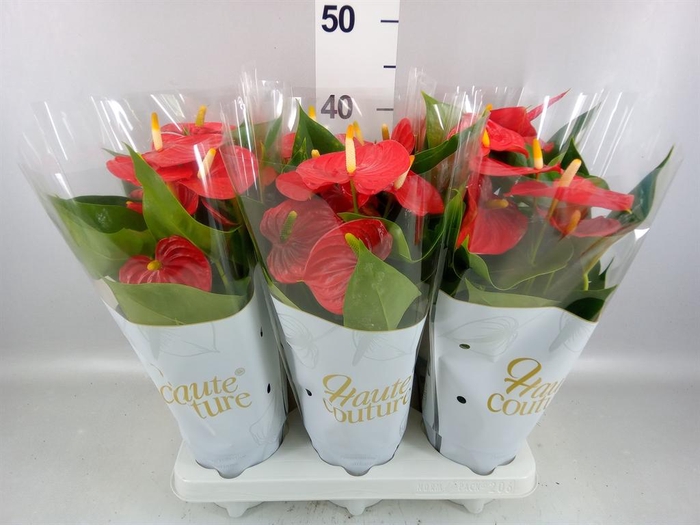 <h4>Anthurium andr. 'Esudo'</h4>