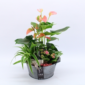 ANCR-2329 Anthurium creatie