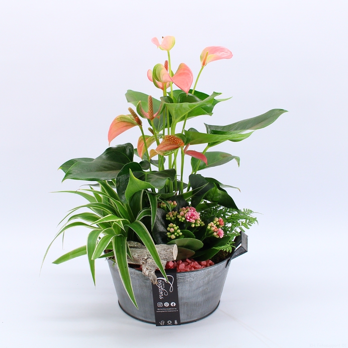 <h4>ANCR-2329 Anthurium creatie</h4>