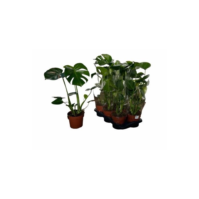 <h4>MONSTERA DELICIOSA</h4>