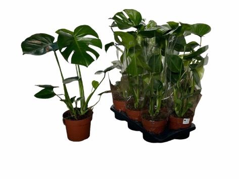 MONSTERA DELICIOSA