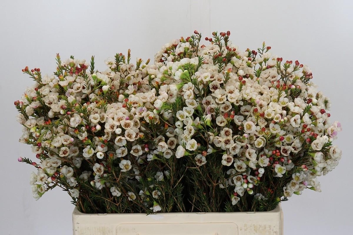 <h4>Chamelaucium Moonlight Delight</h4>