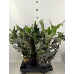Platycerium bifurc.