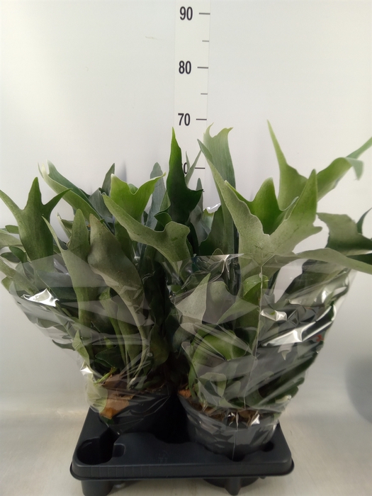 <h4>Platycerium bifurc.</h4>