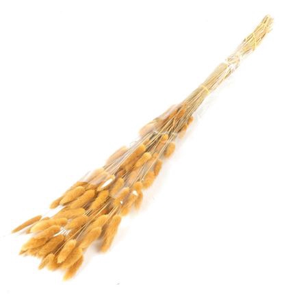 <h4>Df Lagurus Bs 50g/70cm Orange</h4>