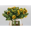 Helianthus Orange Fire