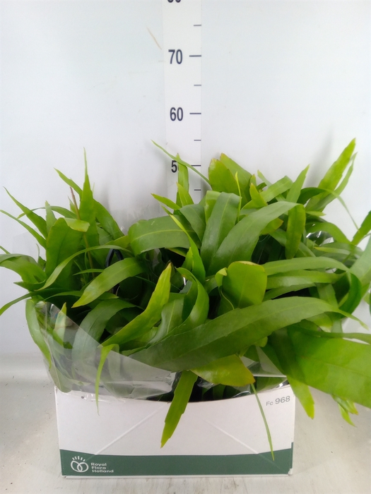 <h4>Epiphyllum   ...</h4>