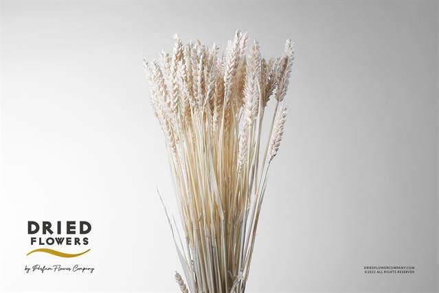 <h4>DRIED BLEACHED TRITICALE WHEAT*</h4>