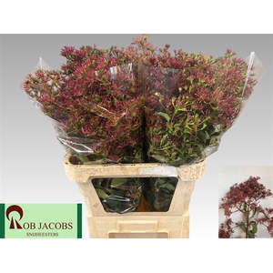 Heptacodium M Ro Red Star
