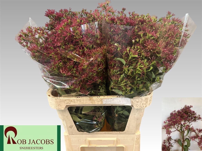 <h4>Heptacodium M Ro Red Star</h4>