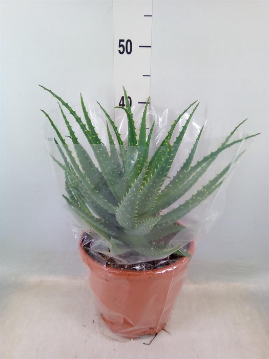<h4>Aloe arborescens</h4>