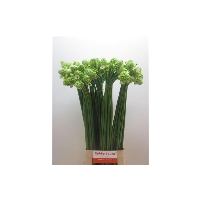 <h4>Ornit Saundersiae</h4>