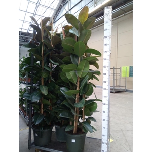 Ficus elastica 'Robusta'