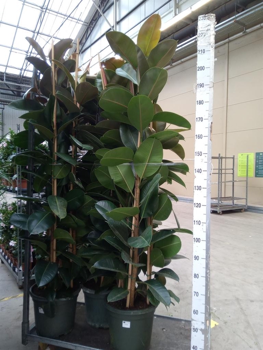 <h4>Ficus elastica 'Robusta'</h4>