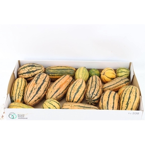 Sier Cuc P Striped Delicate