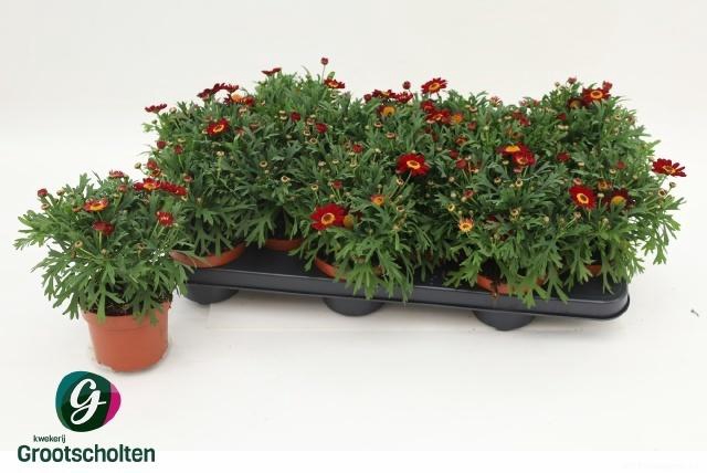 <h4>ARG PERC RED</h4>