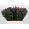Aster Baby Pink