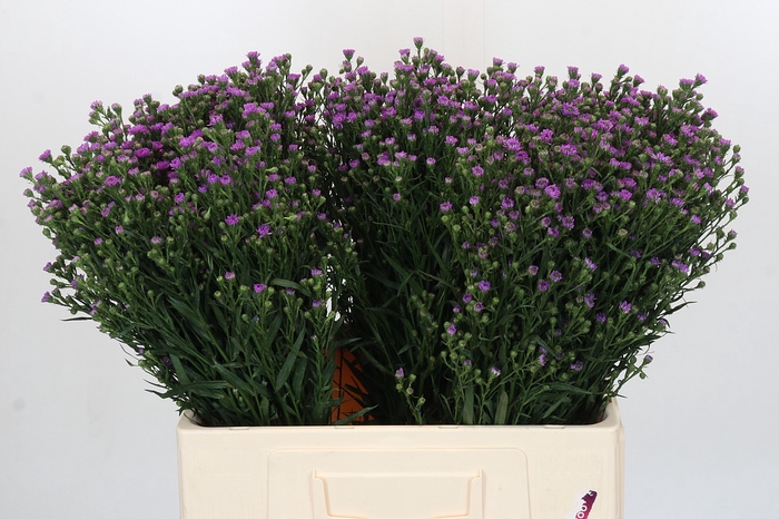 Aster Baby Pink